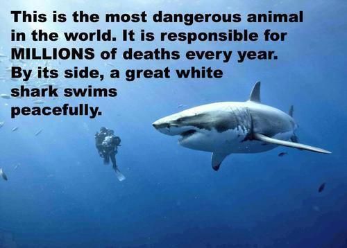Great White Shark Sex