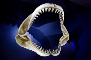 sharktrooth megalodon