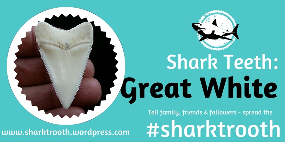 sharktrooth great white shark tooth