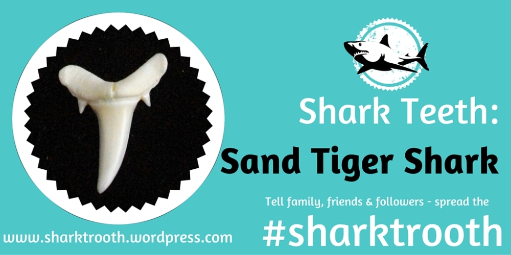 sharktrooth sand tiger tooth