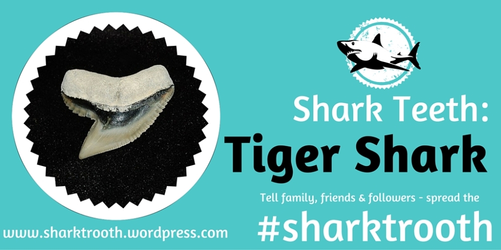 sharktrooth tiger shark tooth